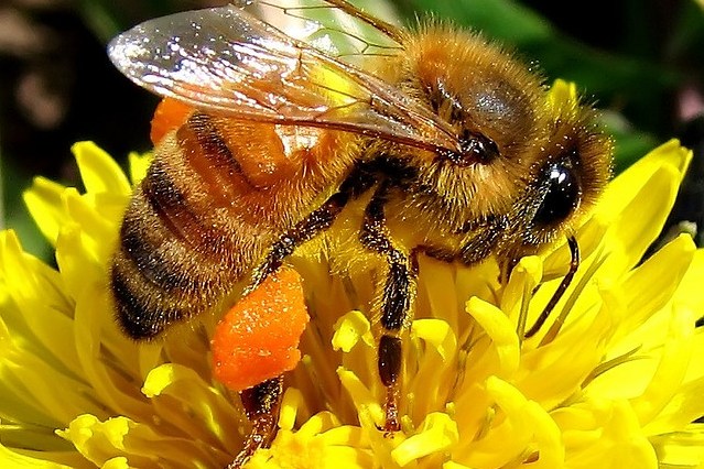 Honeybee Loaded with Pollen